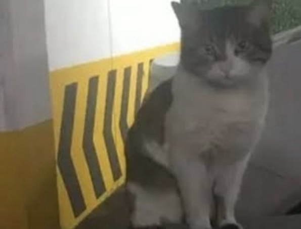 ‘EROS’ İSİMLİ KEDİYİ ÖLDÜREN SANIĞA UYGULANAN ‘İYİ HAL İNDİRİMİ’ HUKUKEN NE ANLAMA&nbsp;GELMEKTEDİR?